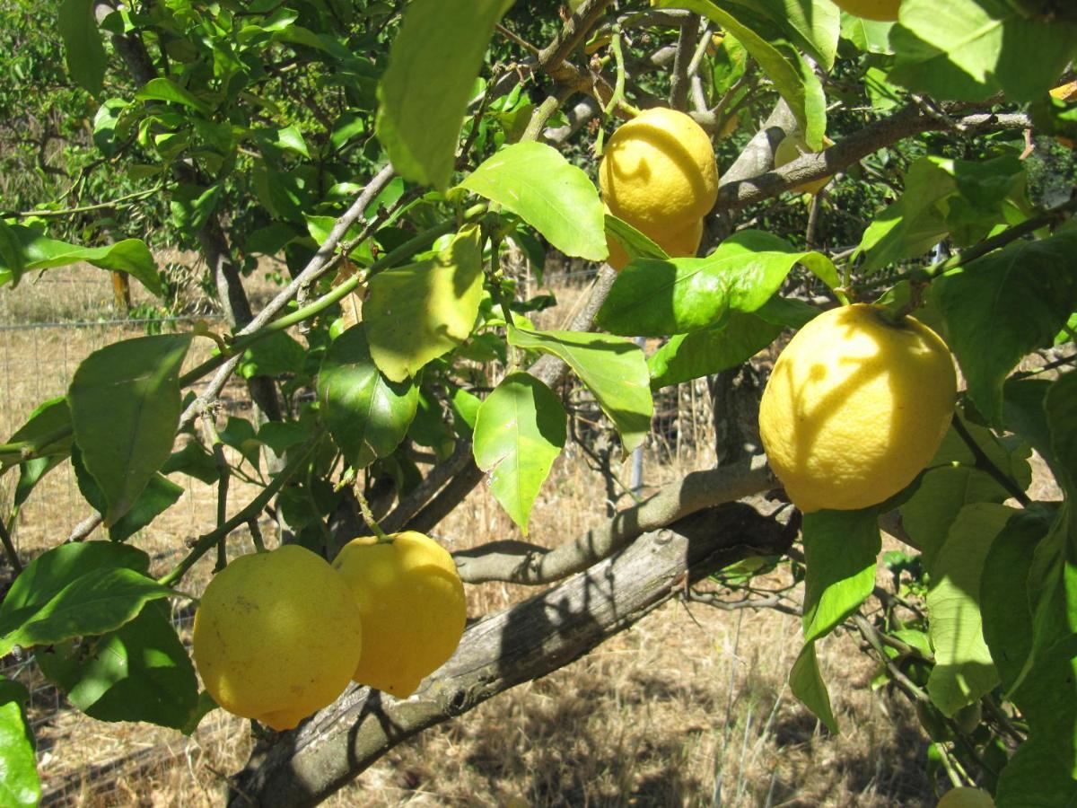 סורסו B&B I Limoni מראה חיצוני תמונה