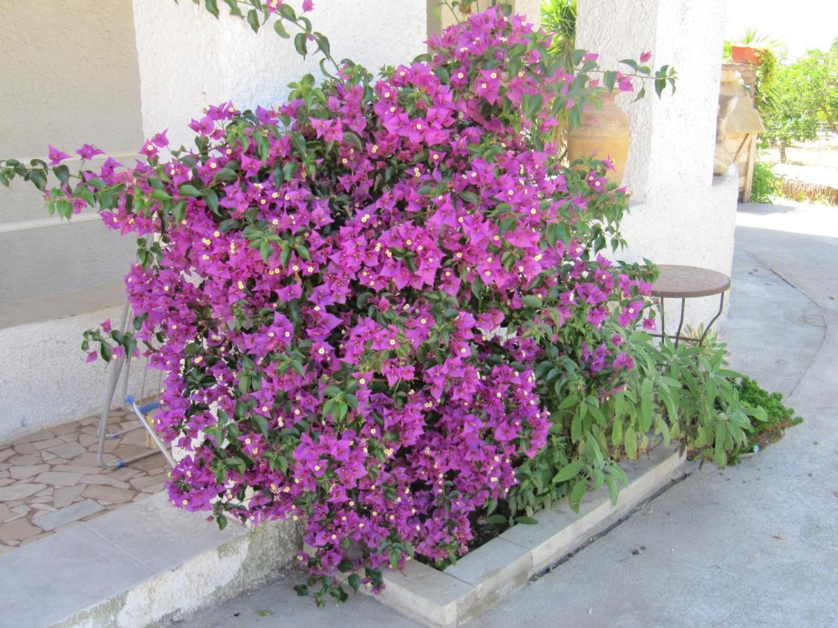 סורסו B&B I Limoni מראה חיצוני תמונה